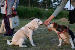 DSC_2723c.jpg
