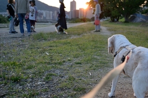 DSC_2729c.jpg