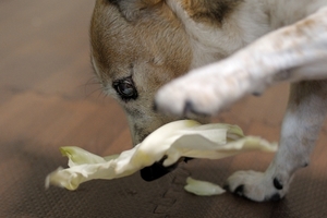 DSC_2763c.jpg