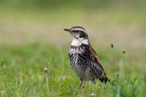 DSC_2771c.jpg