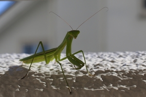 DSC_2834c.jpg