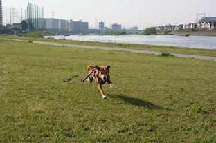 DSC_2887c.jpg