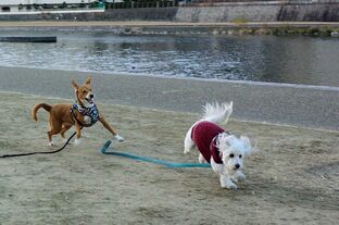 DSC_2920c.jpg