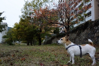 DSC_2920c.jpg