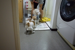 DSC_2995c.jpg