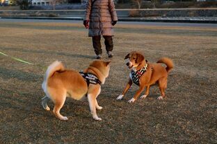 DSC_3021c.jpg