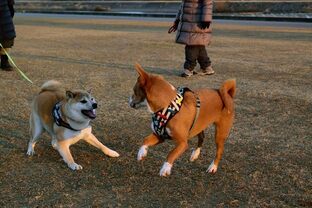 DSC_3025ｃ.jpg