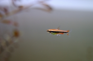 DSC_3058c.jpg