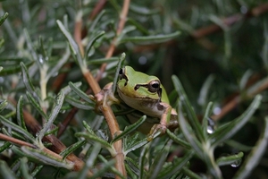DSC_3075c.jpg