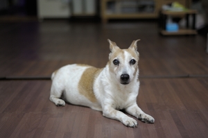 DSC_3101c.jpg