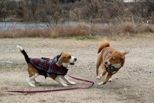 DSC_3129c.jpg