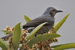 DSC_3163c.jpg