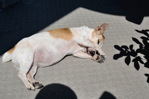 DSC_3230c.jpg