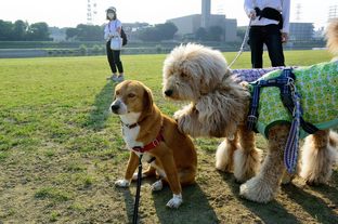 DSC_3241c.jpg