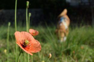 DSC_3243c.jpg