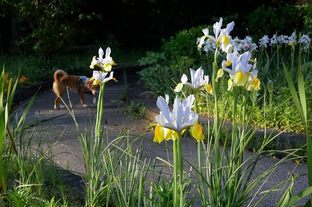 DSC_3276c.jpg