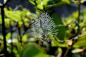 DSC_3292c.jpg