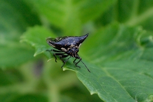 DSC_3336c.jpg