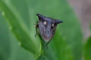 DSC_3346c.jpg