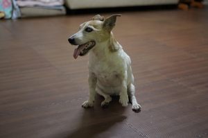 DSC_3372c.jpg