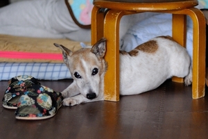 DSC_3378c.jpg