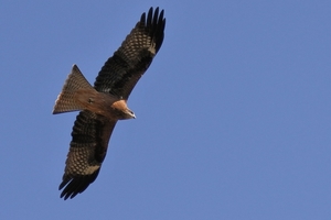 DSC_3411c.jpg