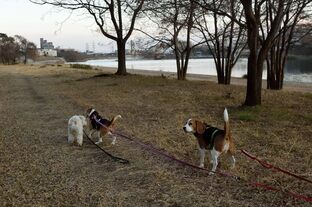 DSC_3528c.jpg