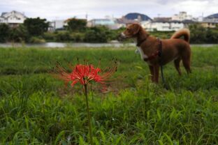 DSC_3570c.jpg