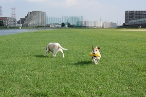 DSC_3595c.jpg