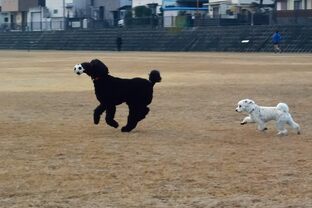 DSC_3672c.jpg