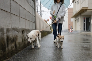 DSC_3686c.jpg