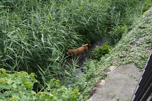 DSC_3701c.jpg