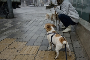 DSC_3707c.jpg