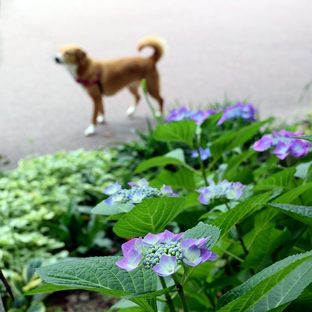 DSC_3738c.jpg