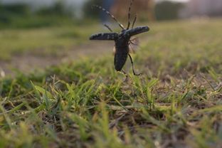 DSC_3774c.jpg