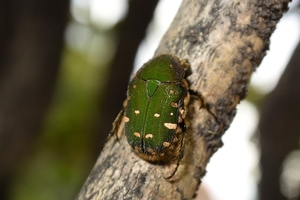 DSC_3804c.jpg