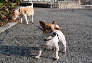 DSC_3806c.JPG