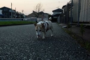 DSC_3874c.jpg