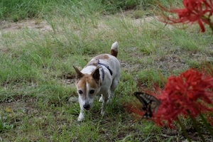 DSC_3902c.jpg