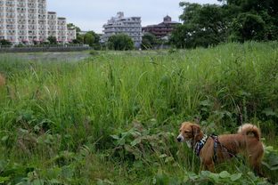 DSC_4204c.jpg