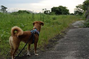 DSC_4214c.jpg