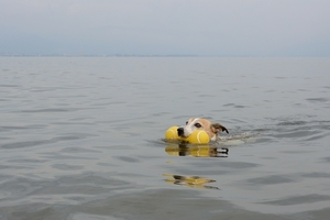 DSC_4226c.jpg