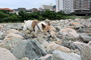 DSC_4251c.jpg