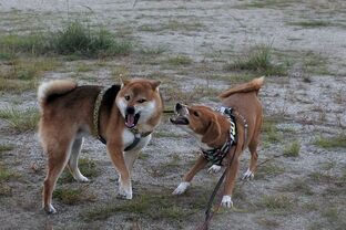 DSC_4258c.jpg