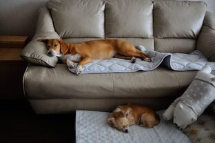DSC_4304c.jpg