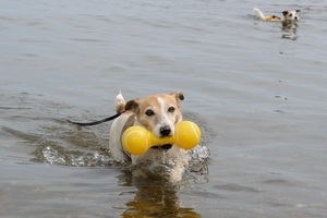 DSC_4316c.jpg