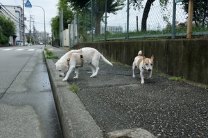 DSC_4362c.jpg