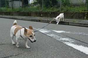 DSC_4377c.jpg