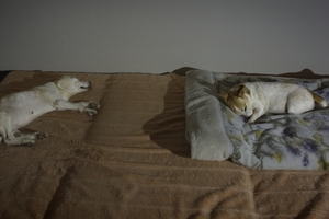 DSC_4474c.jpg