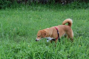 DSC_4487c.jpg